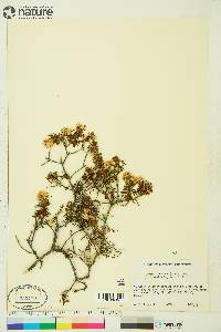 Rhododendron tomentosum subsp. decumbens image