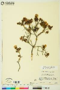 Rhododendron tomentosum image