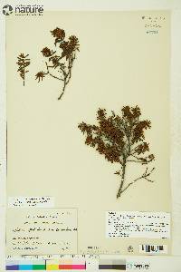 Rhododendron tomentosum image