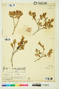 Vaccinium uliginosum image