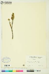 Vaccinium uliginosum image