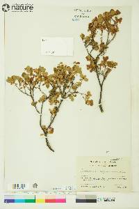 Vaccinium uliginosum image