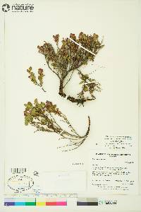 Vaccinium uliginosum image