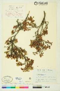 Vaccinium uliginosum image