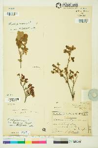 Vaccinium uliginosum image