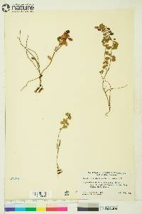 Vaccinium vitis-idaea image