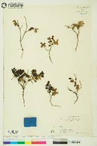 Vaccinium vitis-idaea image