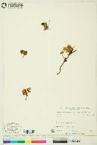 Vaccinium vitis-idaea image