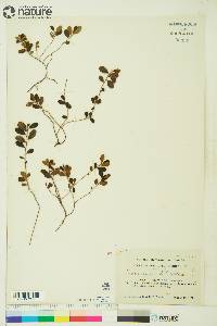 Vaccinium vitis-idaea subsp. minus image