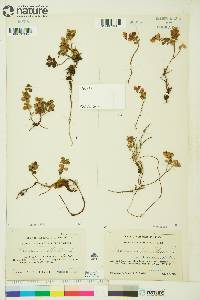 Vaccinium vitis-idaea subsp. minus image