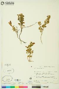 Vaccinium vitis-idaea image