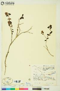 Vaccinium vitis-idaea image