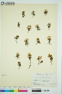 Rhododendron tomentosum image