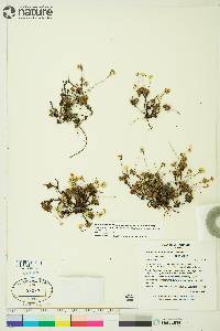 Androsace chamaejasme subsp. andersonii image