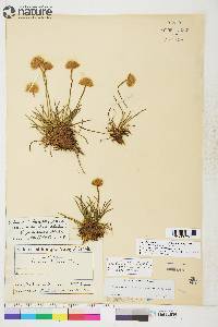 Armeria scabra image