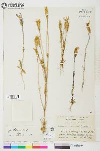 Gentianopsis raupii image