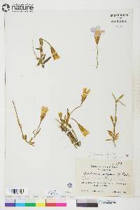 Gentianopsis raupii image