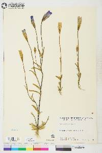 Gentianopsis raupii image