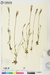 Gentianopsis detonsa subsp. yukonensis image