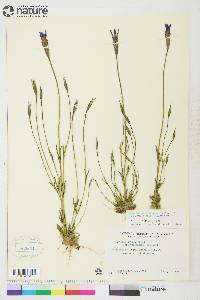 Gentianopsis detonsa subsp. yukonensis image