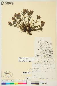 Castilleja elegans image