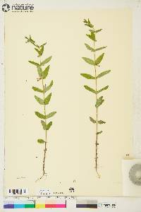 Scutellaria galericulata image