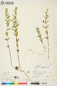 Scutellaria galericulata image