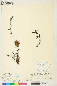 Pedicularis albolabiata image