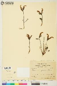 Pedicularis capitata image