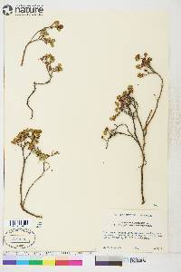 Vaccinium uliginosum image