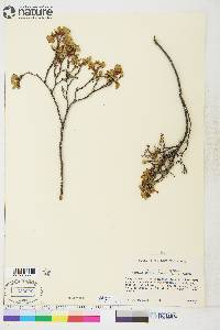 Vaccinium uliginosum image