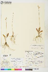 Dodecatheon pulchellum var. pulchellum image