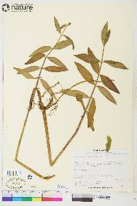 Lysimachia thyrsiflora image