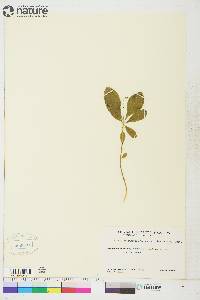 Trientalis europaea image