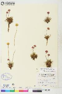 Armeria scabra image