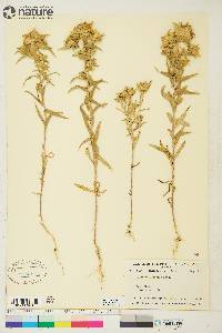 Collomia linearis image