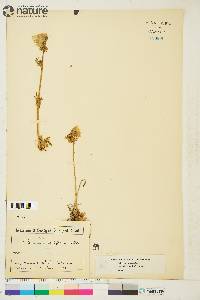 Polemonium acutiflorum image