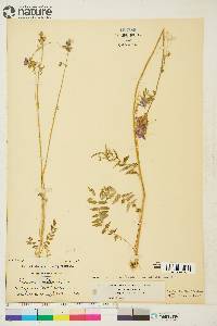 Polemonium acutiflorum image