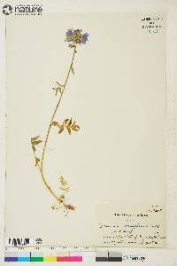 Polemonium acutiflorum image