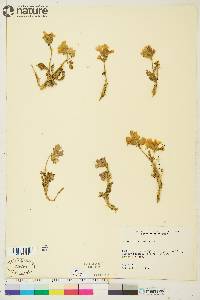 Polemonium boreale image