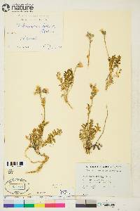 Polemonium boreale image