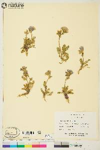 Polemonium boreale image