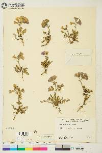 Polemonium boreale image