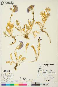 Polemonium boreale image