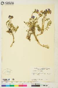 Polemonium boreale image