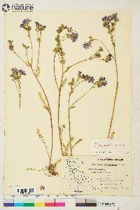 Polemonium pulcherrimum image