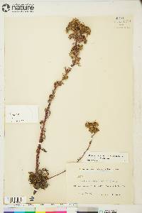 Phacelia franklinii image