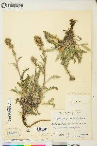 Phacelia mollis image