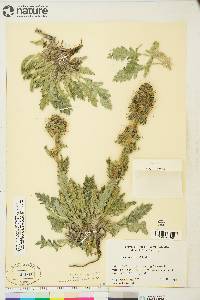 Phacelia mollis image