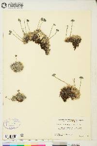 Eritrichium aretioides image